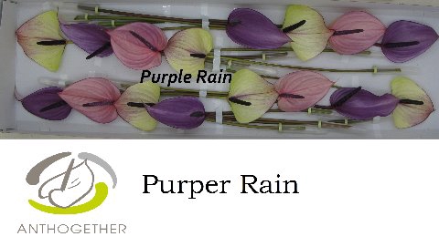 <h4>Anthurium mix purple</h4>
