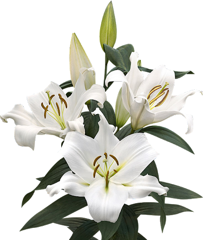 <h4>LIRIO ZAMBESI 090 CM HT MIN 2 FLS</h4>