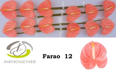 <h4>Anthurium farao</h4>