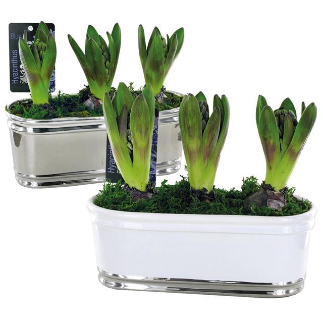 <h4>arr4 Hyacint FL3901 - Shiny Sanne oval</h4>