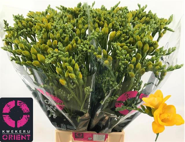 <h4>Freesia do soleil</h4>