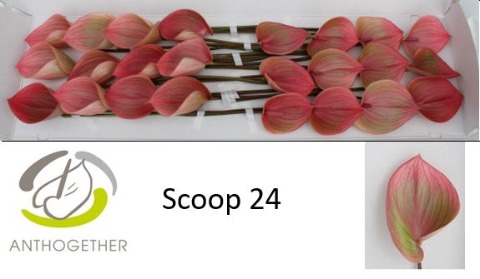 <h4>Anthurium scoop</h4>