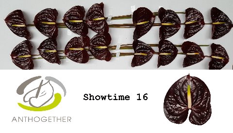 <h4>Anthurium showtime</h4>