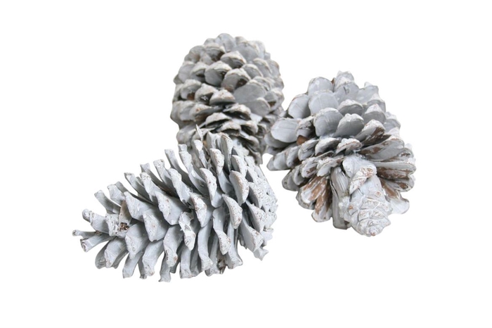 <h4>Pinecone Maritima 10-12cm 10pc White Wash</h4>