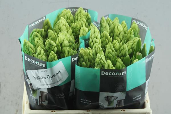 <h4>Hyacinthus yellow queen</h4>