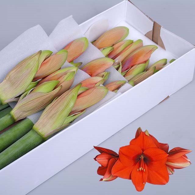 <h4>Hippeastrum horizon</h4>