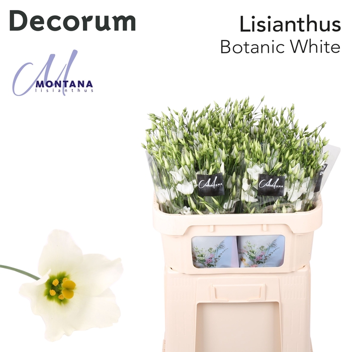 <h4>Lisianthus Botanic white 75cm</h4>