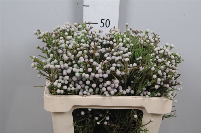 <h4>Brunia Noduliflora</h4>
