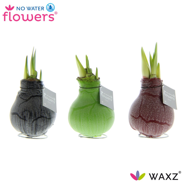 <h4>arr4 Amaryllis VH -  Marble</h4>