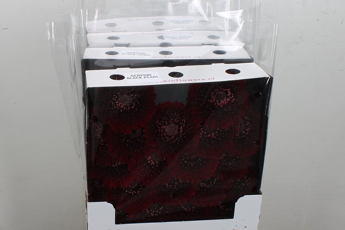 <h4>Ge Bv Pom Blackpearl</h4>