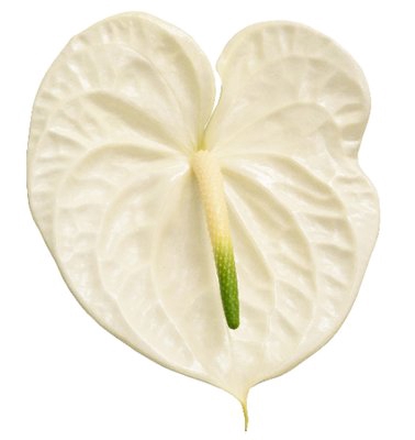 <h4>Anthurium graciosa 224</h4>