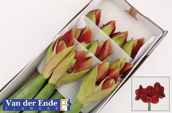 <h4>Hippeastrum ferrari</h4>