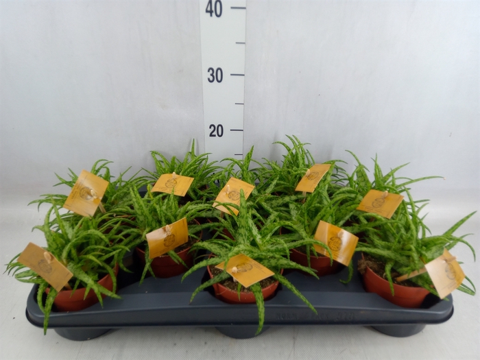 <h4>Aloe   ...</h4>