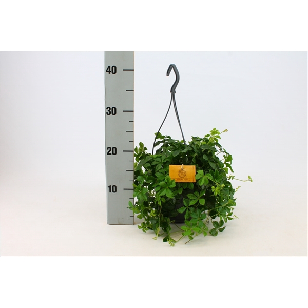 <h4>Parthenocissus Striatha 15cm HP</h4>
