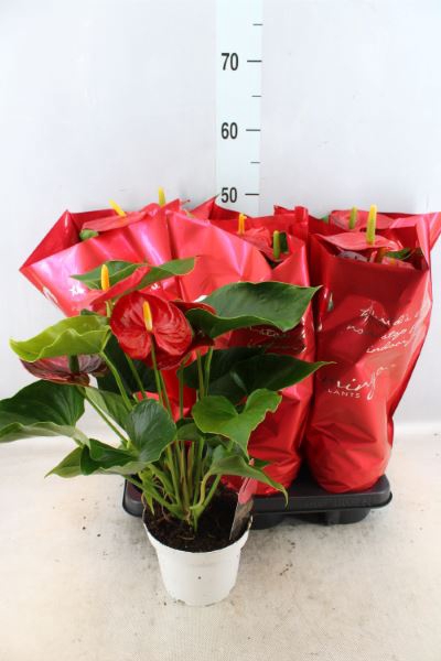 <h4>Anthurium andr. 'Mauii Red'</h4>