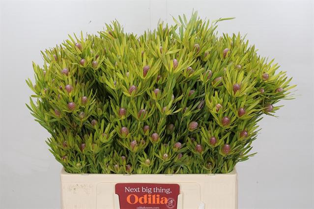 <h4>Leucadendron lime green spray</h4>