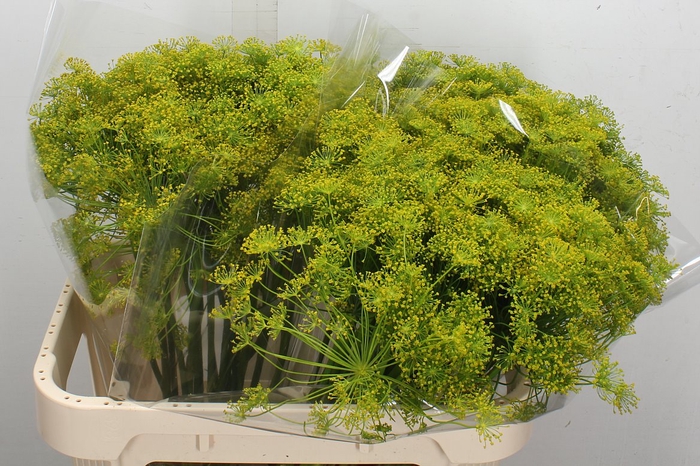 <h4>Anethum Graveolens</h4>