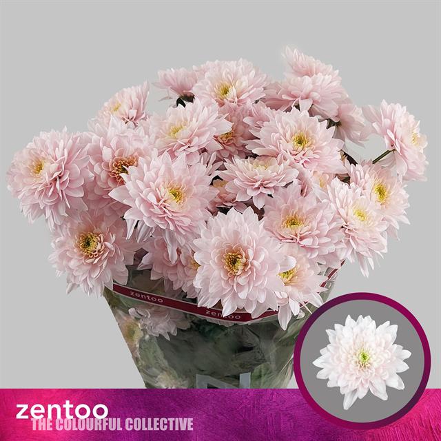 <h4>Chrys sp pastela rose</h4>
