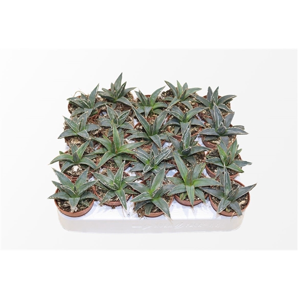 <h4>Agave Victoriae-reginae</h4>