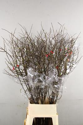 <h4>Chaenomeles Superba Roze</h4>