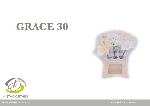 <h4>Anthurium grace</h4>