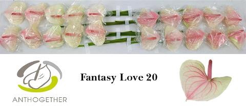 <h4>Anthurium love fantasy</h4>