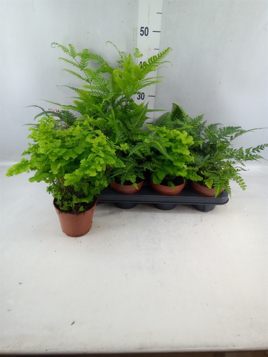 <h4>Ferns ...mix</h4>