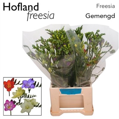 <h4>Freesia si mix in bunch</h4>