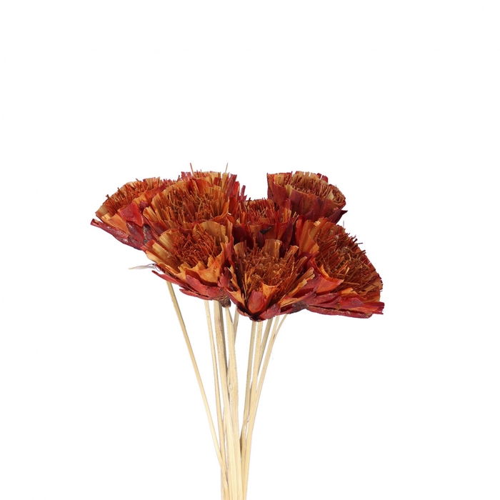 <h4>All Saints 50cm Repens</h4>