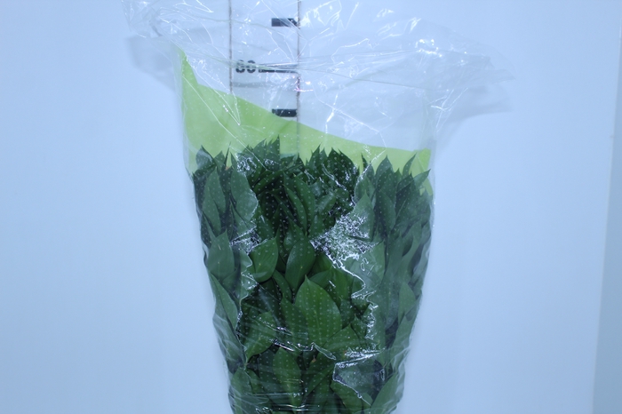 <h4>FOLHAGEM RUSCUS 070 CM</h4>
