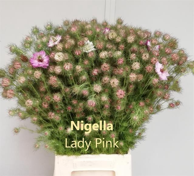 <h4>Nigella pink per bunch</h4>