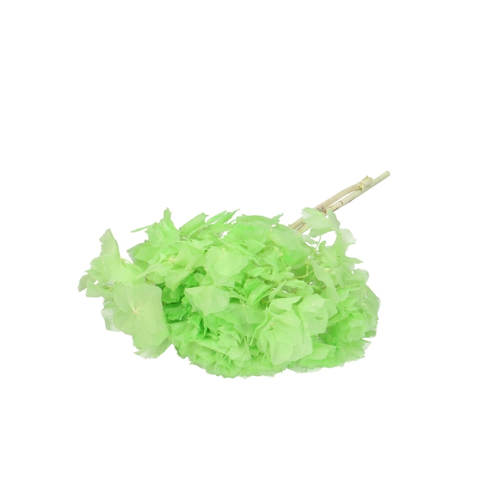 <h4>Droogbloem Hydrangea 40cm</h4>