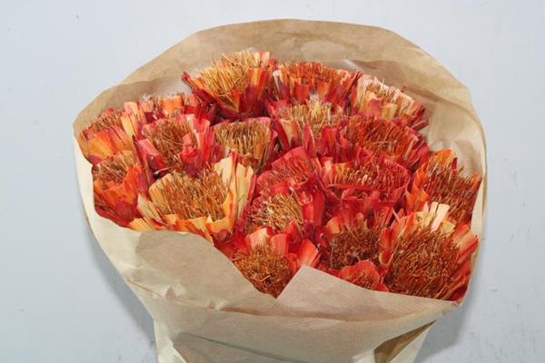 <h4>Droog Protea Geel/oranje X20</h4>