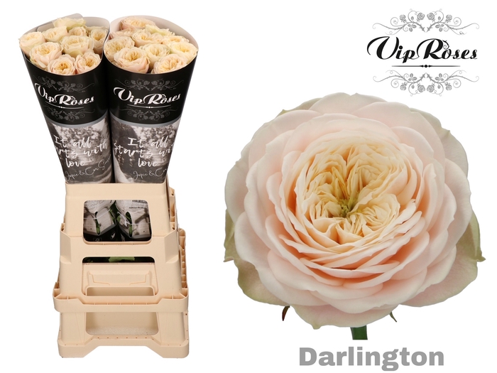 Vip Roses Webshop
