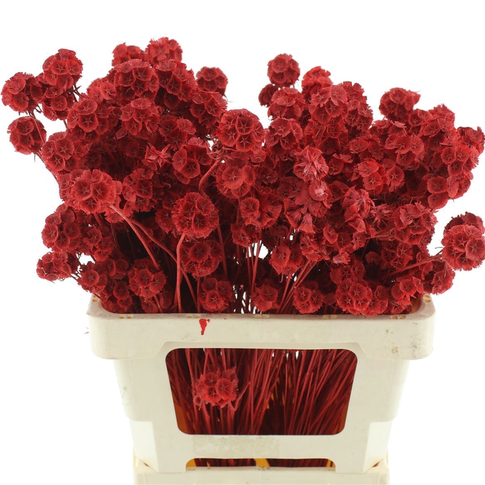 <h4>Dried Scabiosa Red</h4>