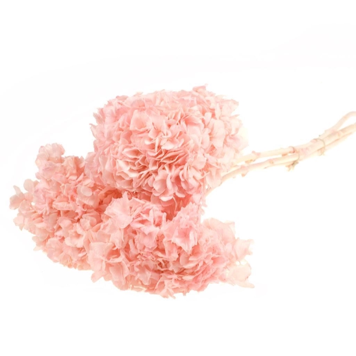 <h4>Hydrangea pres 3pc 50cm SB bleached light pink</h4>