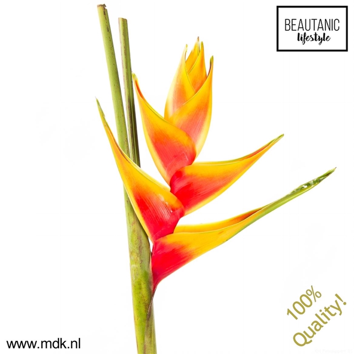 <h4>Heliconia heart of gold</h4>