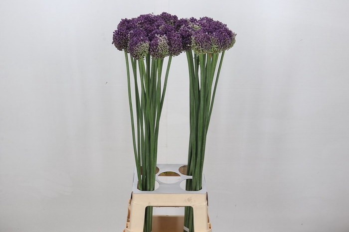 Allium Pink Lady