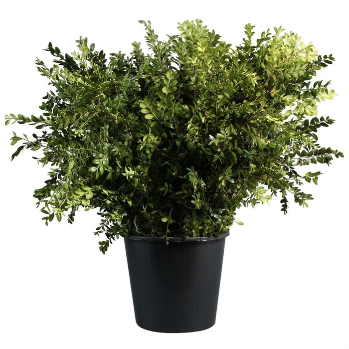 <h4>Buxus</h4>