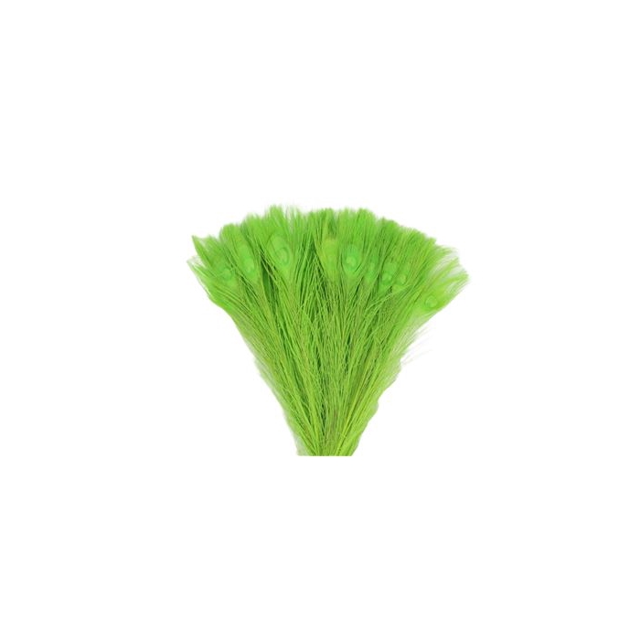 <h4>Basic Feather Peacock L45-50</h4>