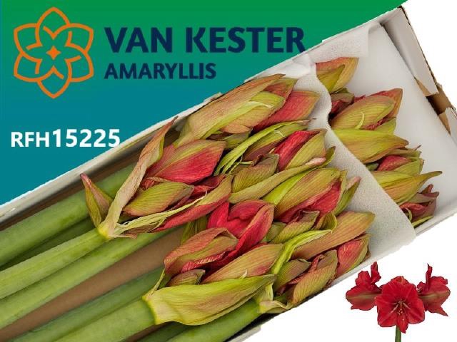 <h4>Hippeastrum hercules</h4>