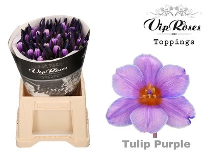 <h4>Tulipa si paint purple</h4>