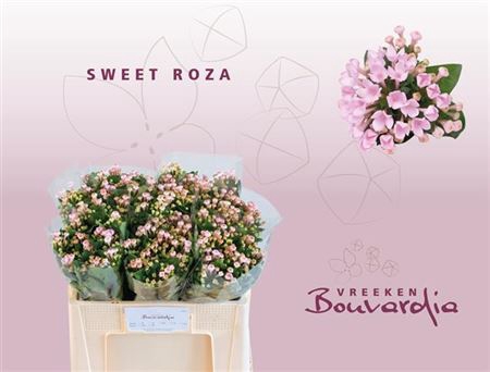 <h4>Bou En Sweet Roza 50cm</h4>