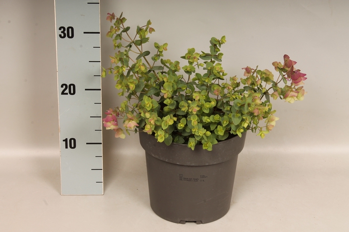 vaste planten 19 cm  Origanum Kent Beauty