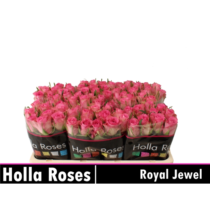 <h4>R GR ROYAL JEWEL</h4>