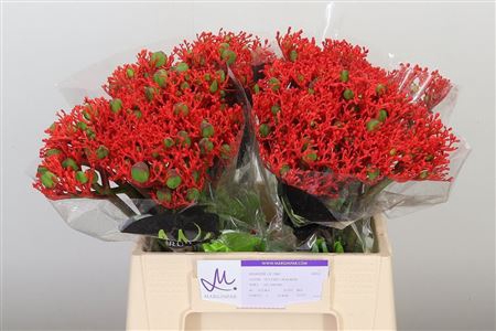 <h4>Jatropha Firecracker Red</h4>