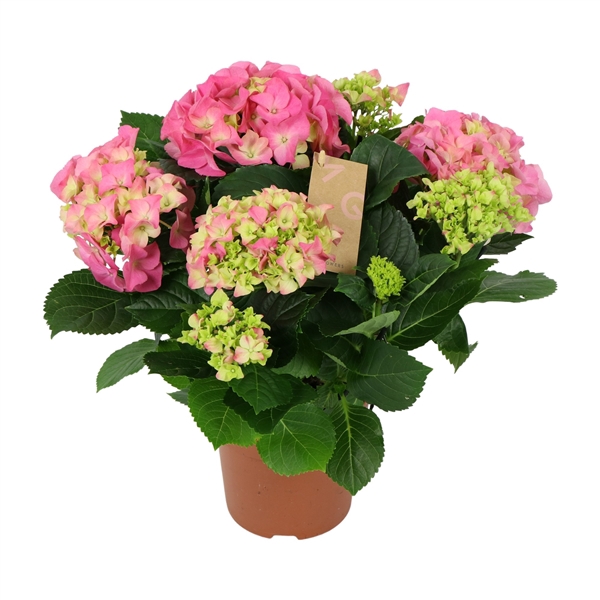 <h4>Hydrangea pink 5/6 flowers</h4>