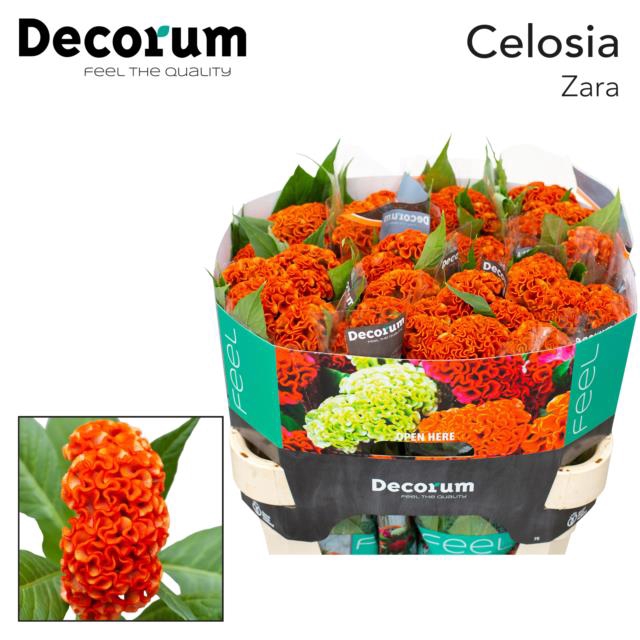 <h4>Celosia act zara</h4>