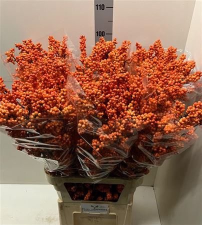 <h4>Ilex Ve Winter Gold Super Super!!!</h4>