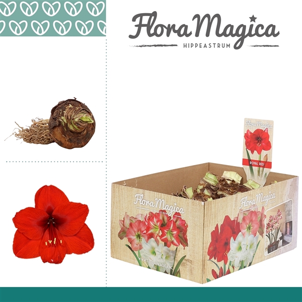 <h4>Hippeastrum 28/30 Red in Bulb Box Multi</h4>